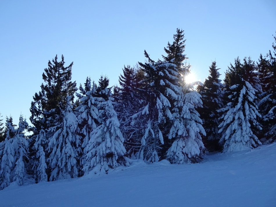 comp_31winterbaeumebesyl.jpg