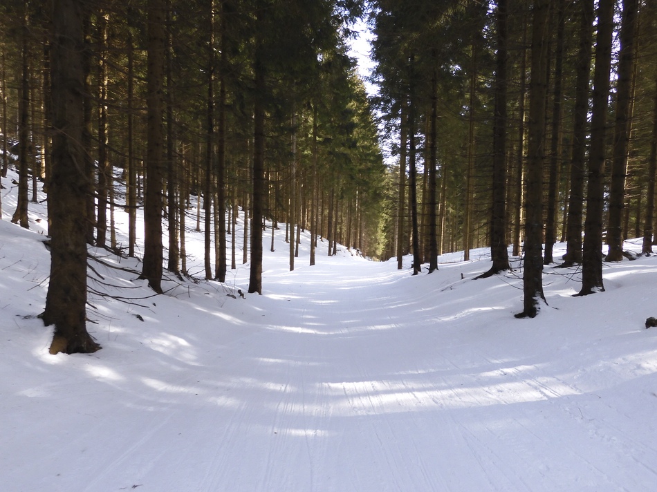 comp_43schlumperwald1wejag.jpg