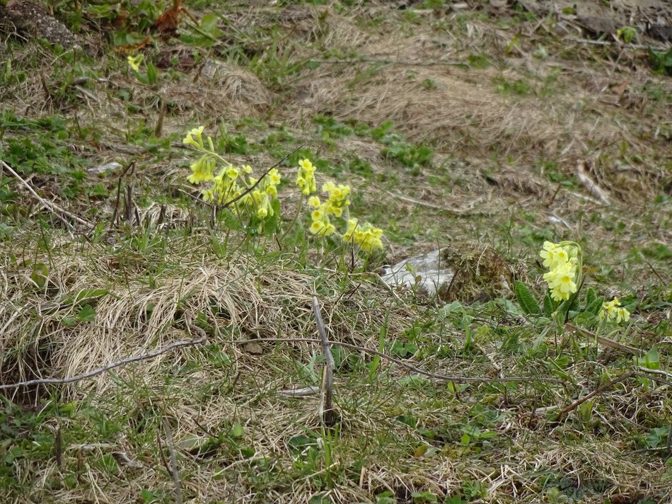 comp_45himmelschluessorjv4.jpg