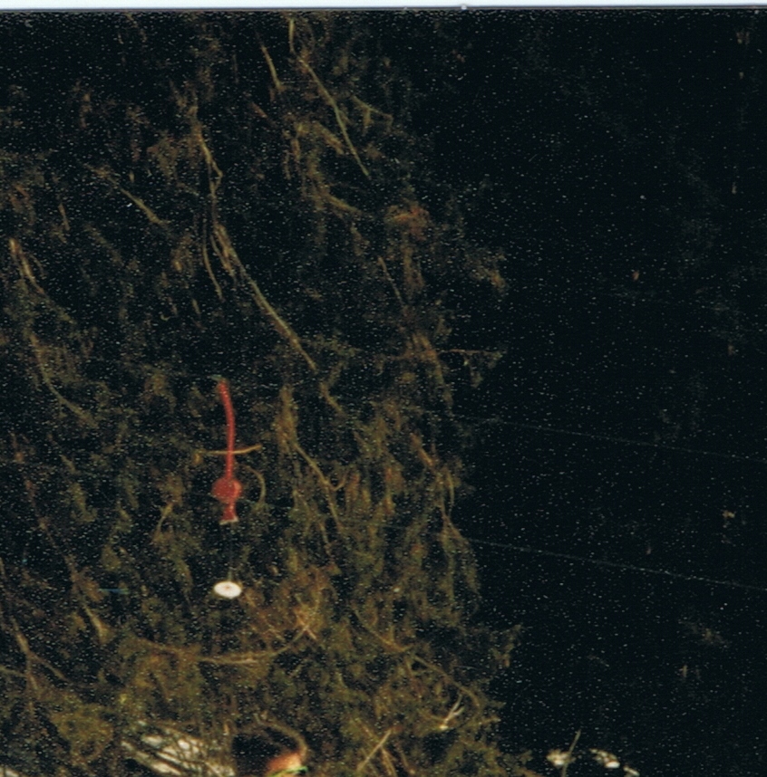 foto20e5odf.jpg