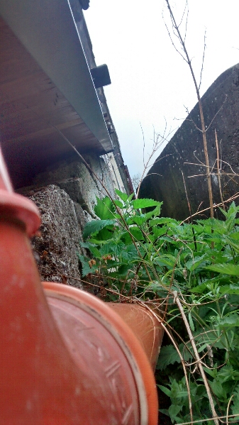 aqik3.jpg