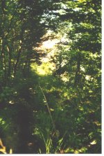Kaarbach 005.jpg