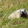 Marmota