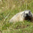 Marmota