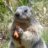 Marmotte
