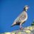 Tiroler Schneehuhn