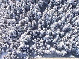 Tiefste stelle der Penkenbahn. So sehen große Tannenbäume von oben aus.