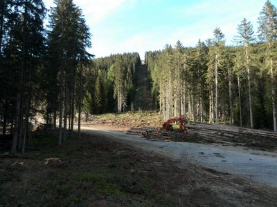 Blick auf die Schneise.