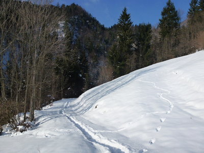 Fußweg durch ein kleines Waldstück zur Hütte