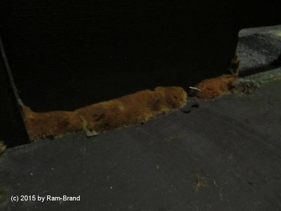 Es wächst ein Pilz im Nirgendwo. :-/