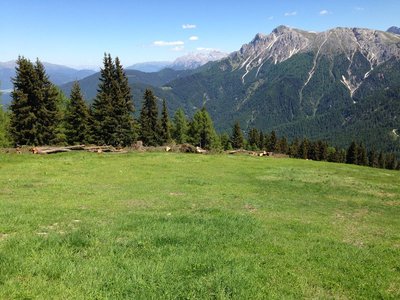 Blaue Ruis, Baumgrenze