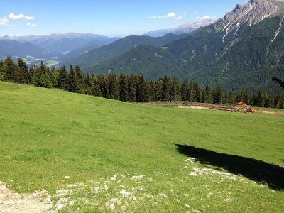 Blaue Ruis, Baumgrenze