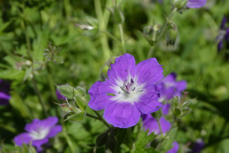 Grindelwald juni 010.JPG
