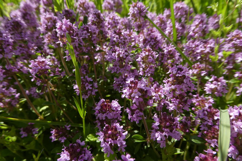 Grindelwald juni 013.JPG