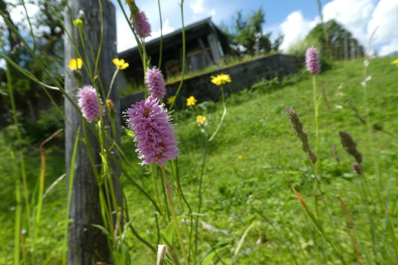 Grindelwald juni 015.JPG