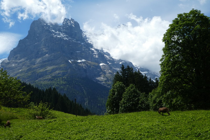 Grindelwald juni 017.JPG