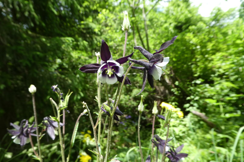 Grindelwald juni 029.JPG