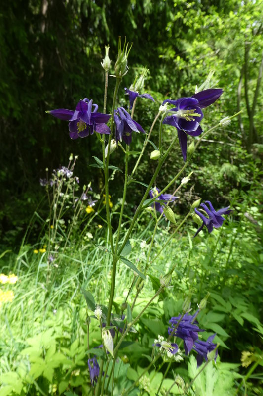 Grindelwald juni 030.JPG