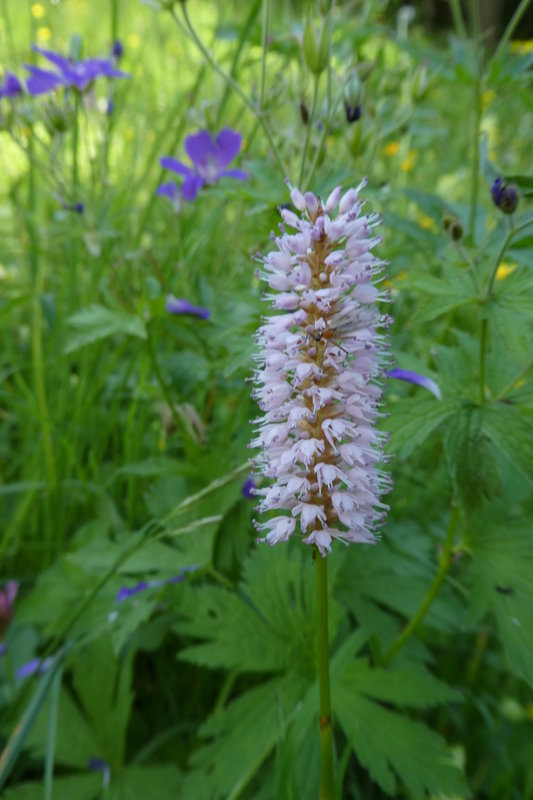 Grindelwald juni 039.JPG