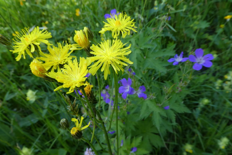 Grindelwald juni 040.JPG