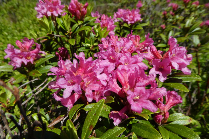 Grindelwald juni 085.JPG
