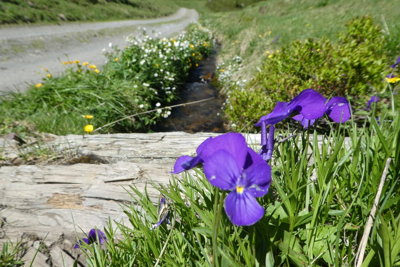 Grindelwald juni 091.JPG