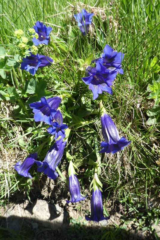 Grindelwald juni 094.JPG
