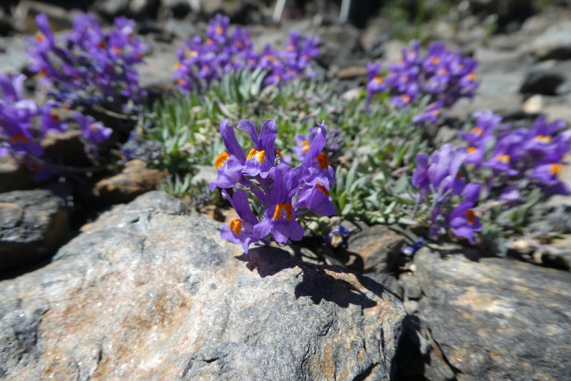 Grindelwald juni 126.JPG