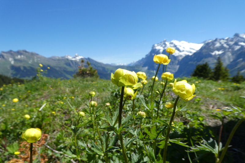 Grindelwald juni 129.JPG