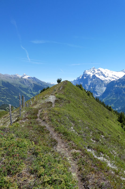 Grindelwald juni 139.JPG
