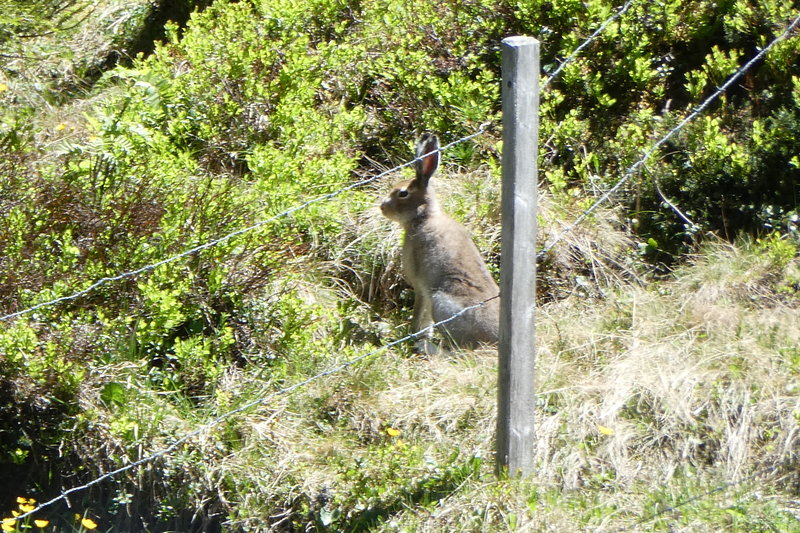 Grindelwald juni 144.JPG