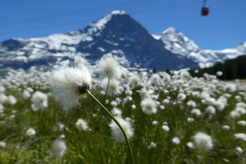 Grindelwald juni 151.JPG