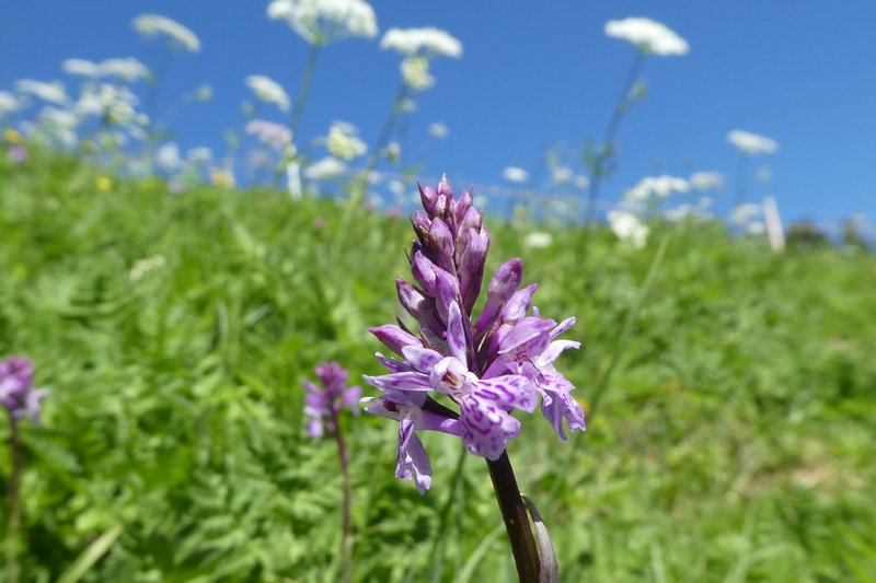 grindelwald mit Claudia Juni 2017 003 - Kopie.JPG