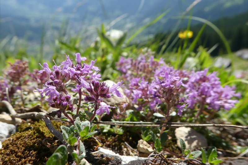 grindelwald mit Claudia Juni 2017 007 - Kopie (3).JPG