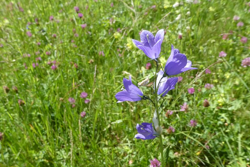 grindelwald mit Claudia Juni 2017 017.JPG