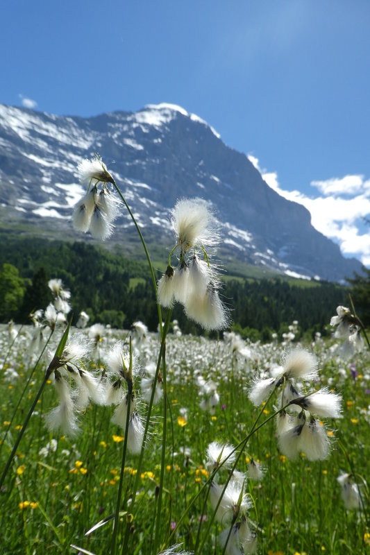 grindelwald mit Claudia Juni 2017 050.JPG