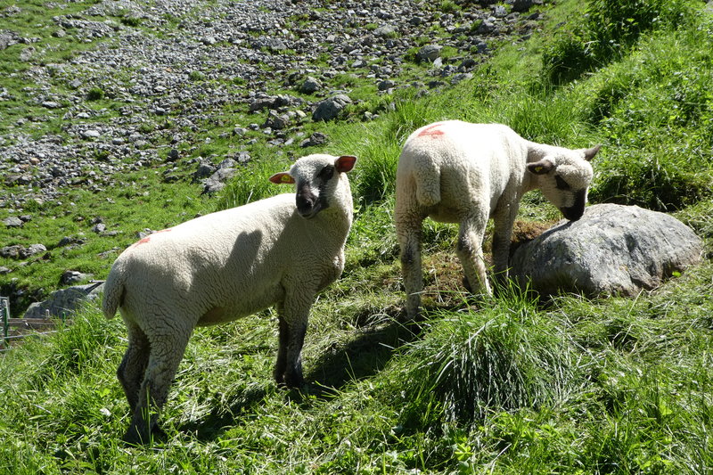 grindelwald mit Claudia Juni 2017 133.JPG