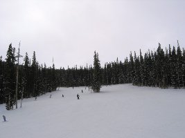 Wunderbare Waldabfahrt, die flach aber schön in weitem Bogen zum Timberline-Express führt