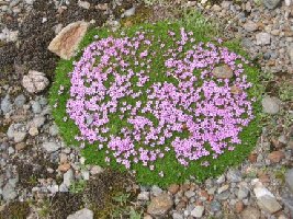 Vegetation auf 2700 Meter.