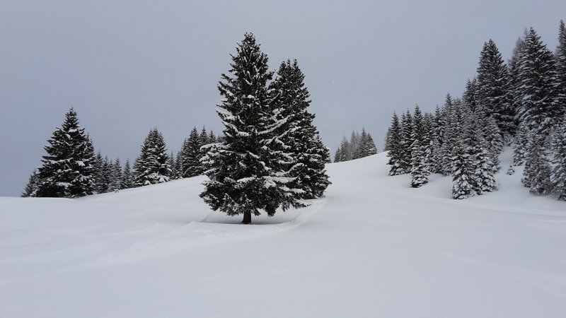 Selber Standort, Blick nach oben. Allein, Allein!<br />Die Piste traumhaft! Pulvrig kompakt mit dünner Neuschneeauflage. Das ist hier nicht immer so.