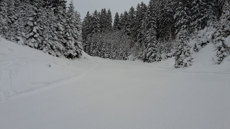 Die Waldschneise kurz vor Rinnen. Hier ist's eigenlich fast immer steinig. Heute keine Spur.