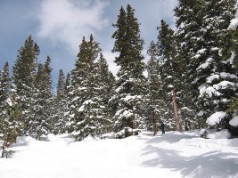 Tree-Skiing-Abfahrt &amp;quot;Wolverine&amp;quot; (Vielfraß). Man sieht die Piste vor lauter Bäumen kaum...