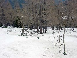 im wald auf ca. 1300m, hier war wieder ausreichend schnee