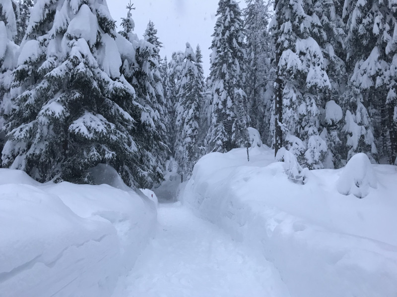 im Flimser Wald gestern gegen Abend
