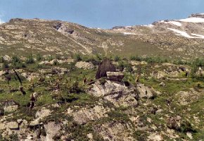 Östlich der Gletscheralp in Richtung Anenhütte. Die untere Bildhälfte war früher ein schöner Wald.