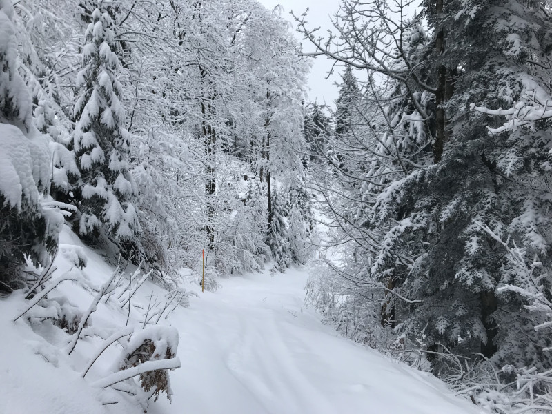 Januarstimmung im Waldstück