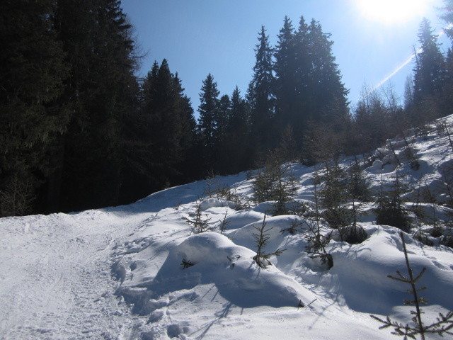 Schon recht verwachsen (ca. 1.910 m)