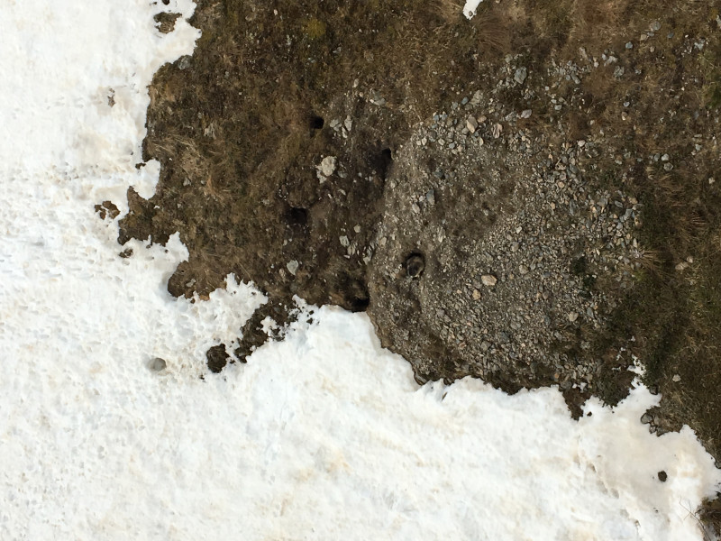 Murmeltiere unter der Kornockbahn