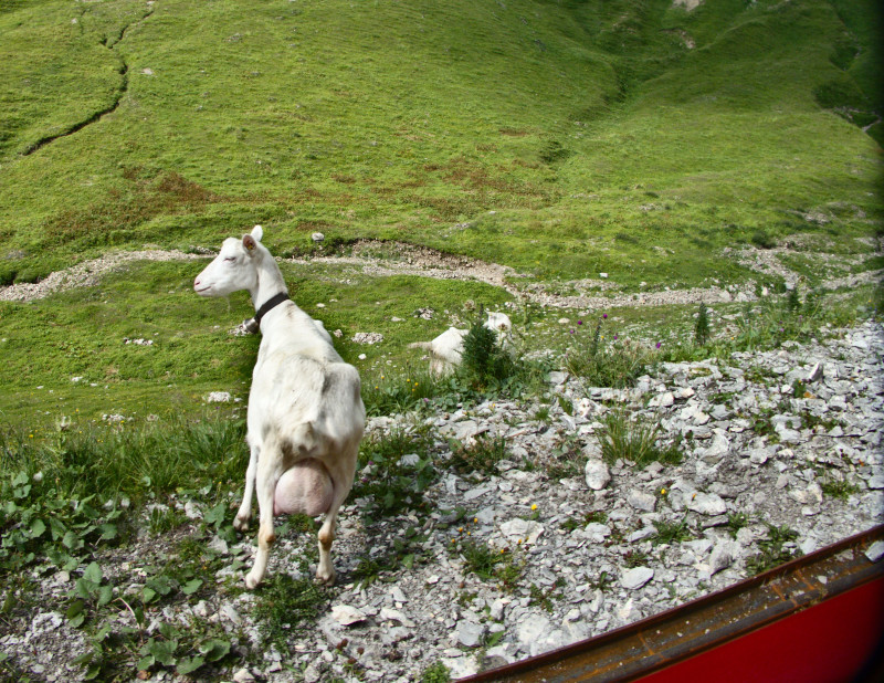 Brienzerrothorn 029.jpg