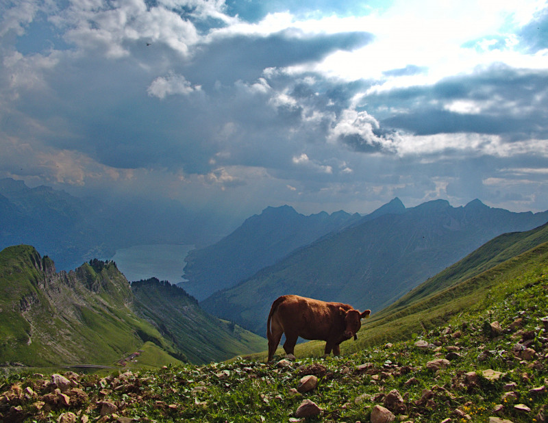 Brienzerrothorn 037.jpg